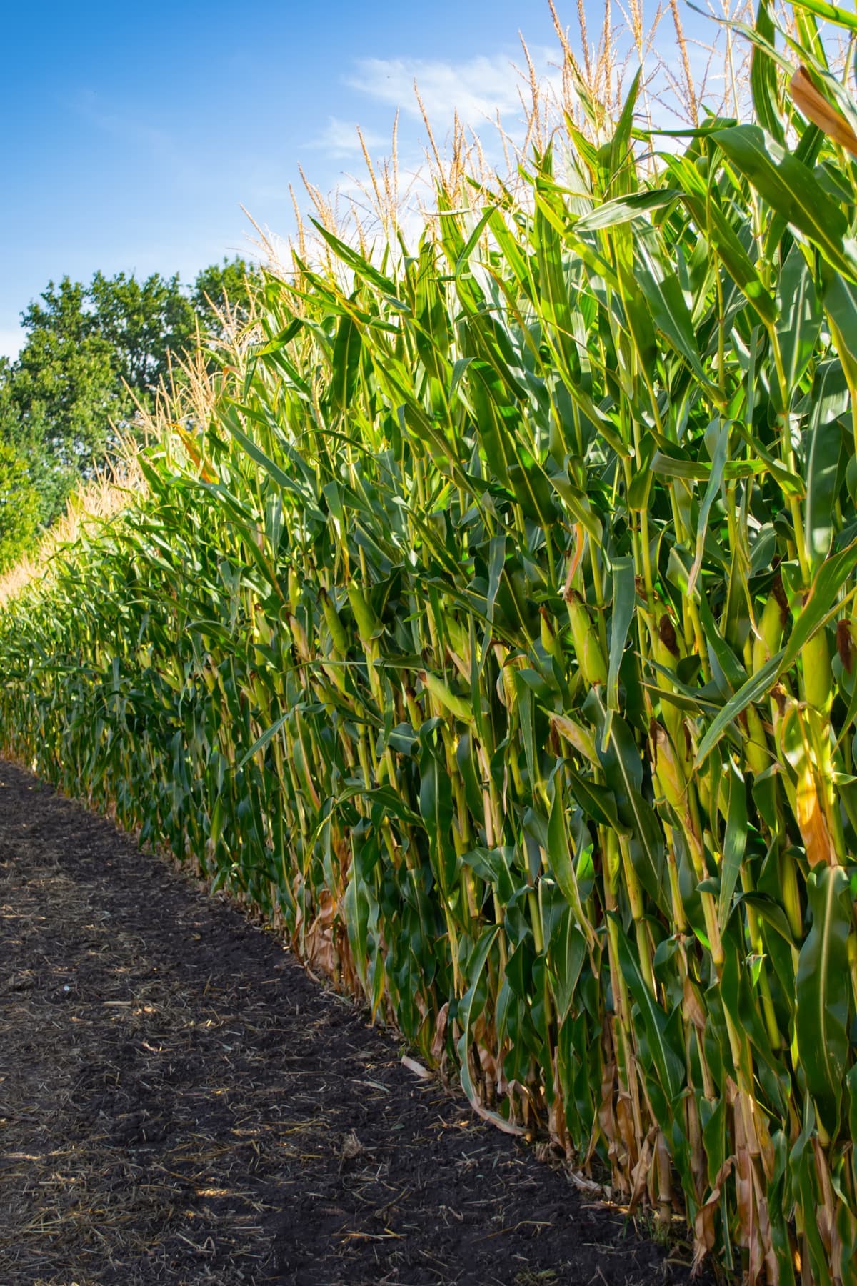 Silício na Agricultura: O Nutriente Esquecido