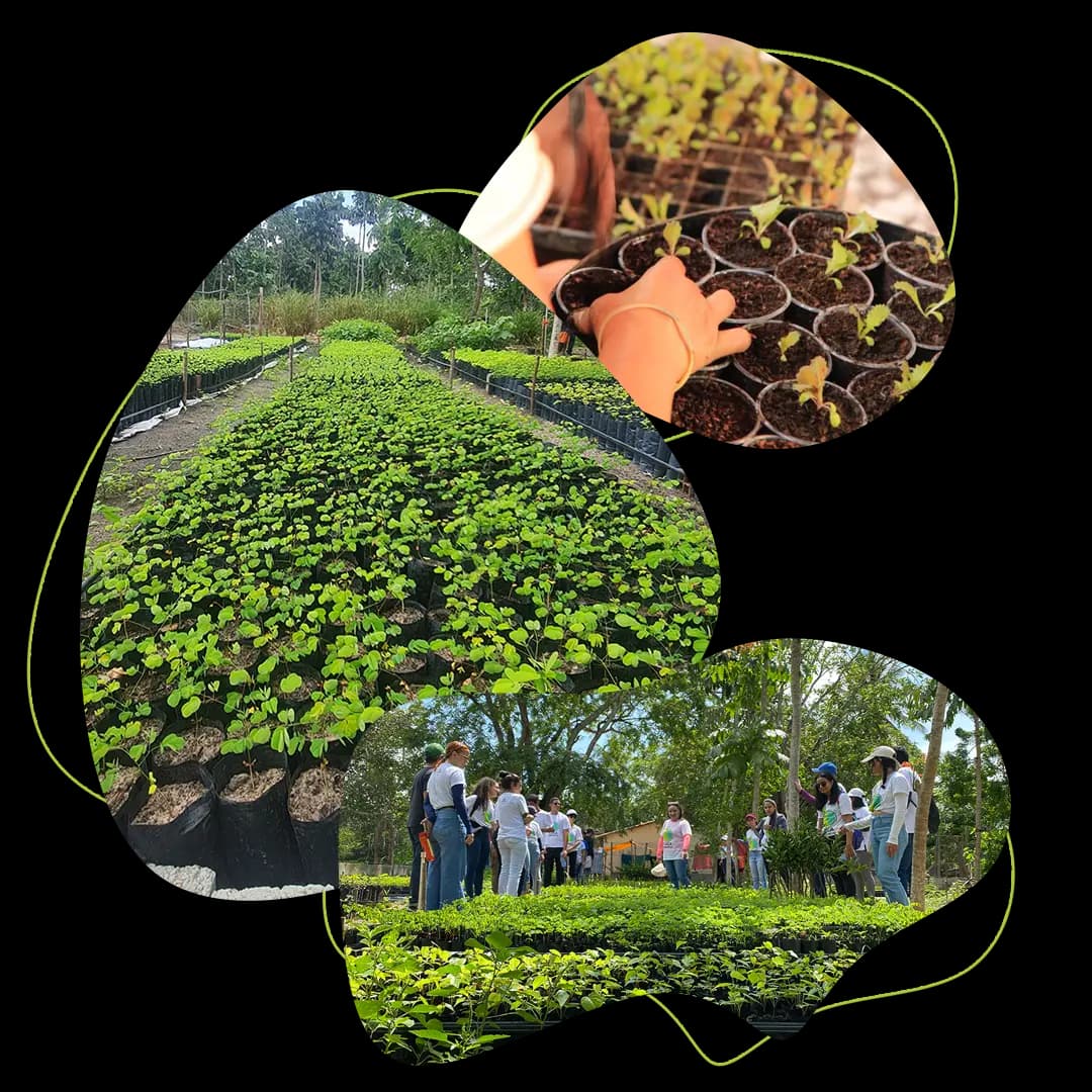 Produção agroecológica Bio Celeiro