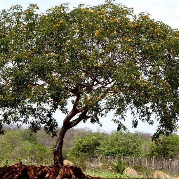 Catingueira