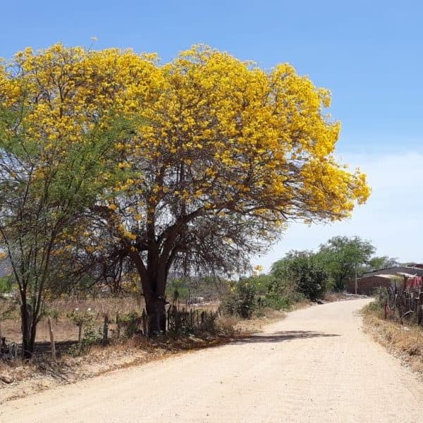 Ipê-amarelo